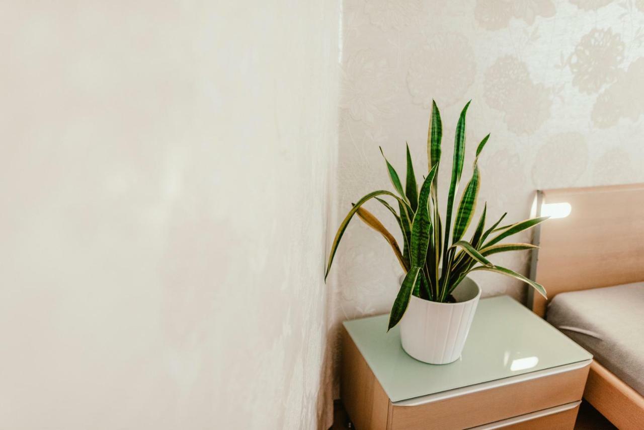 Old Town Apartment Pellicova 布尔诺 外观 照片